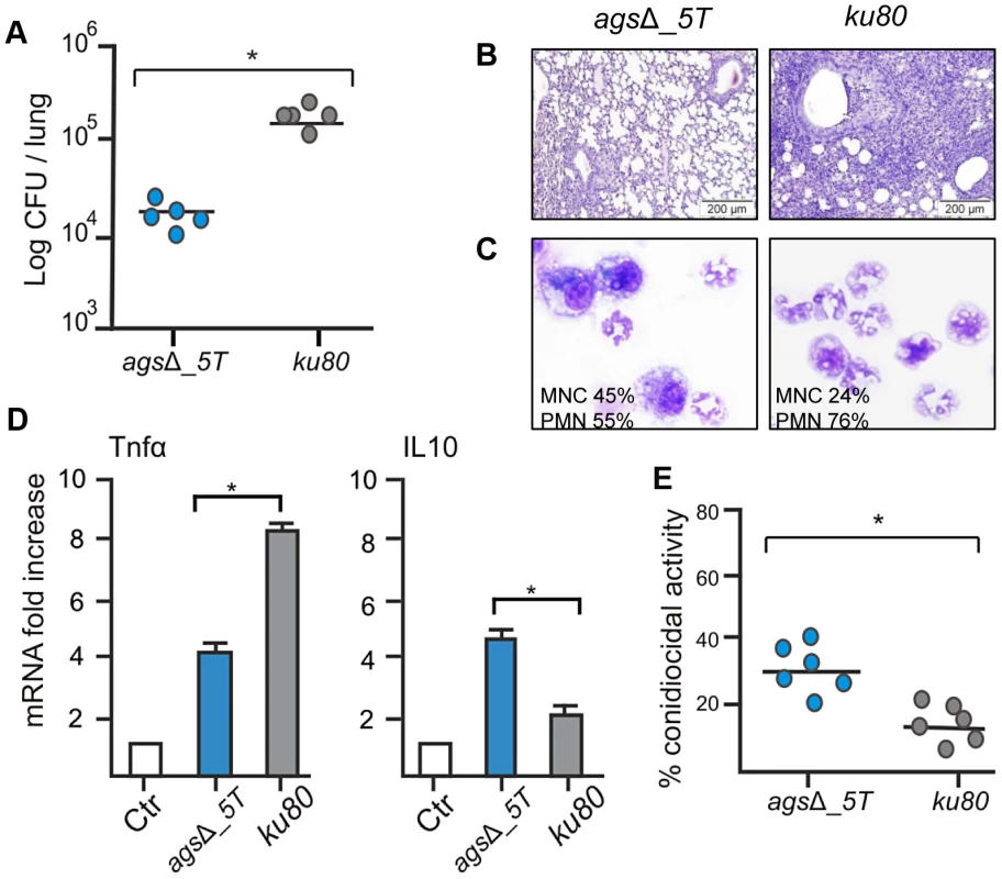 Immunocompetent mice infected with resting conidia of <i>ags</i>Δ_<i>5T</i> and parental (<i>ku80</i>) strains.