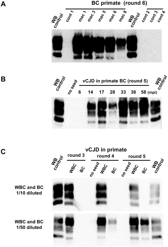 PrP<sup>res</sup> in PMCA reactions seeded with blood samples from vCJD infected and healthy primates.