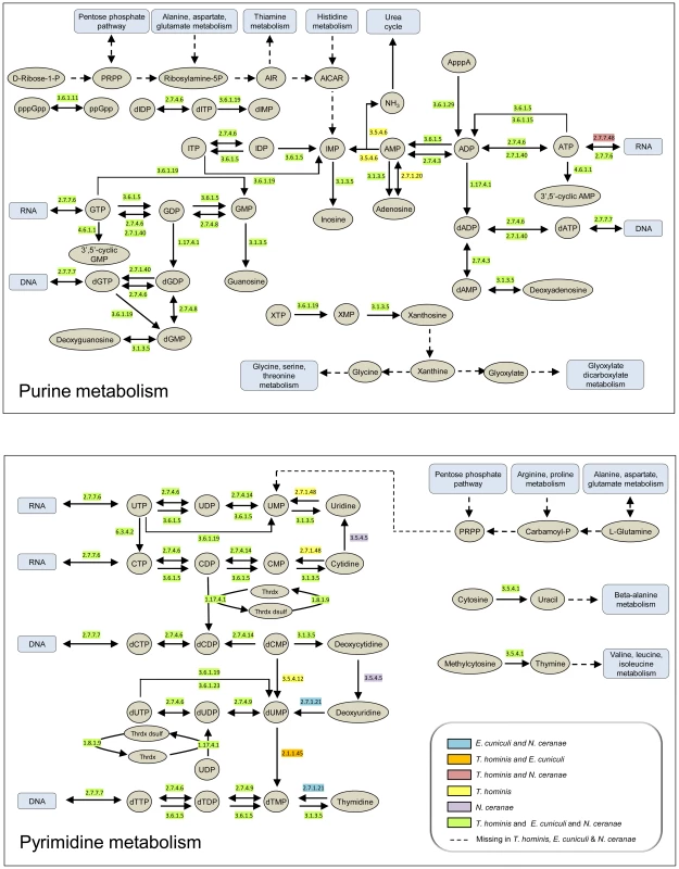 Purine and pyrimidine metabolism in <i>Encepthalitozoon cuniculi, Nosema ceranae</i> and <i>Trachipleistophora hominis</i>.