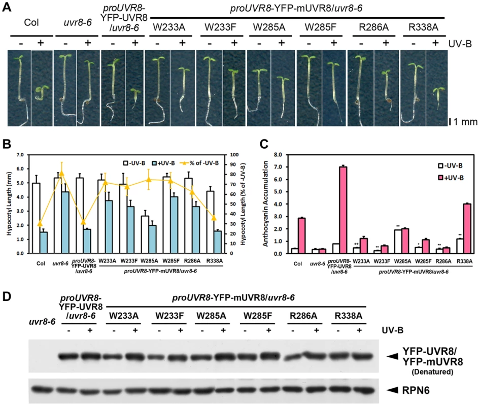 UVR8 variants result in impaired UV-B-induced photomorphogenesis.