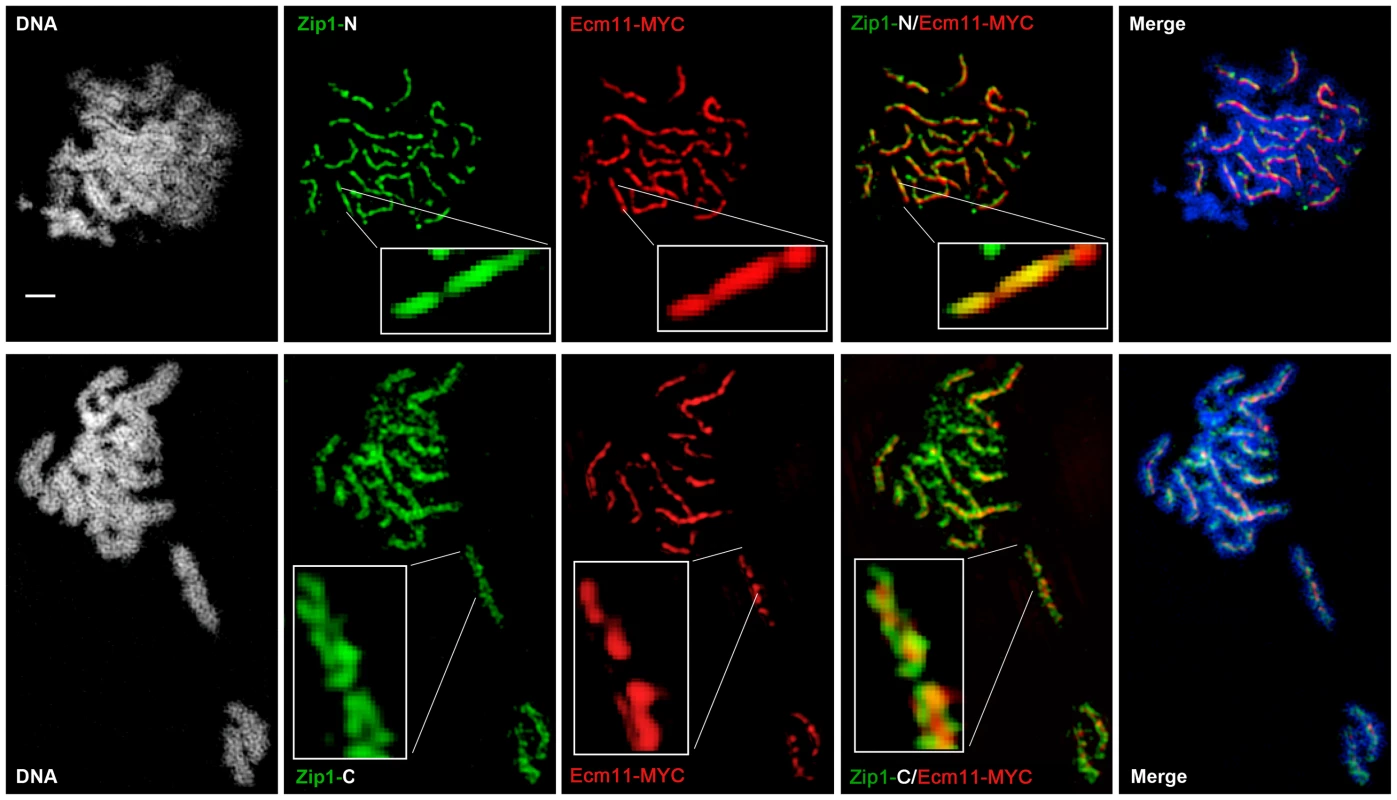 Ecm11-MYC is positioned at the central element of the budding yeast SC.