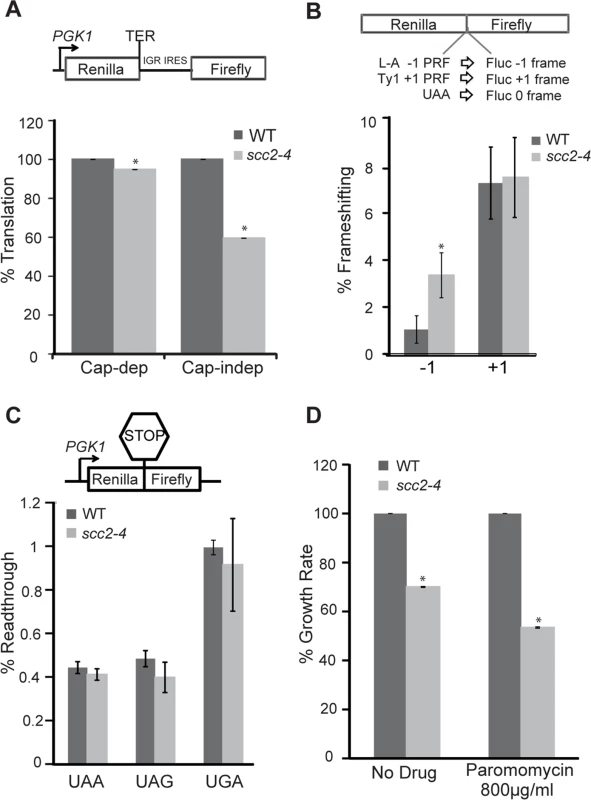 Translational fidelity is reduced in the <i>scc2-4</i> mutant.