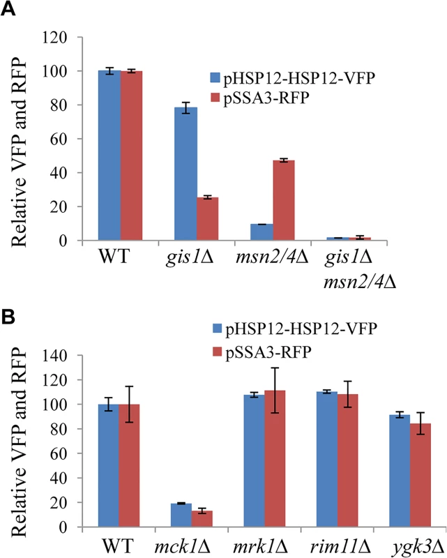 Relative expression levels of pHSP12-HSP12-VFP and pSSA3-RFP in WT, <i>msn2/4∆</i>, <i>gis1∆</i> and <i>msn2/4∆gis1∆</i> cells (A) and in mutants of GSK-3 family (B).