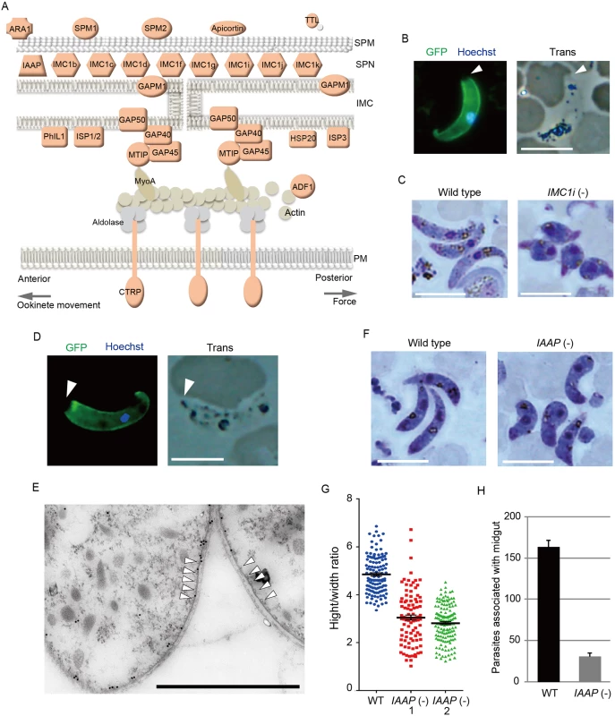 Genes encoding pellicular proteins are AP2-O targets.