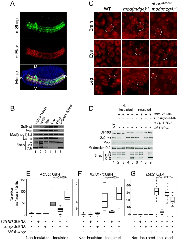 Shep negatively regulates <i>gypsy</i> activity in the CNS.
