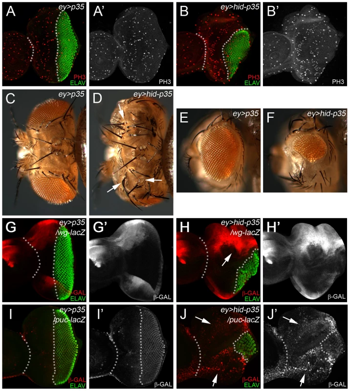 The <i>ey>hid-p35</i> model induces hyperplastic overgrowth and displays markers of apoptosis-induced proliferation.