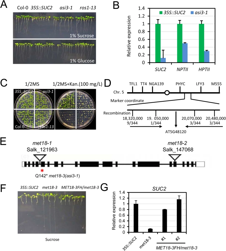 Characterization of the <i>asi3-1</i> (<i>met18-3</i>) mutant.