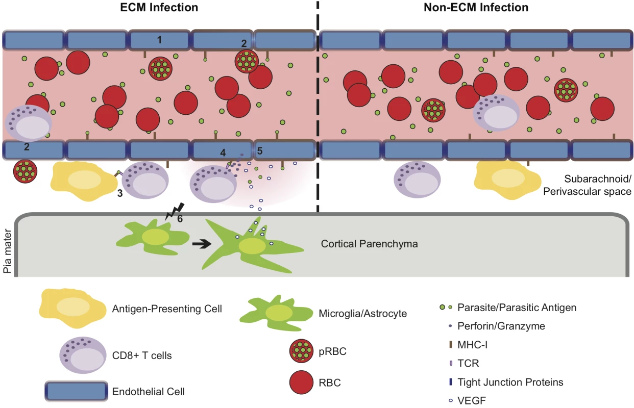 Hypothetical model for the CD8<sup>+</sup> T cell-dependent development of ECM.