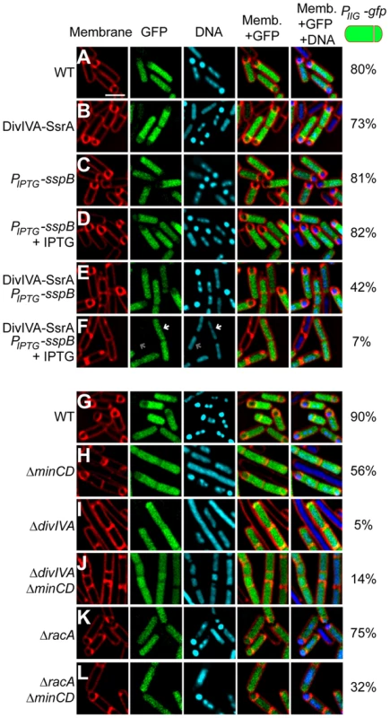 DivIVA is required for asymmetric division during sporulation.