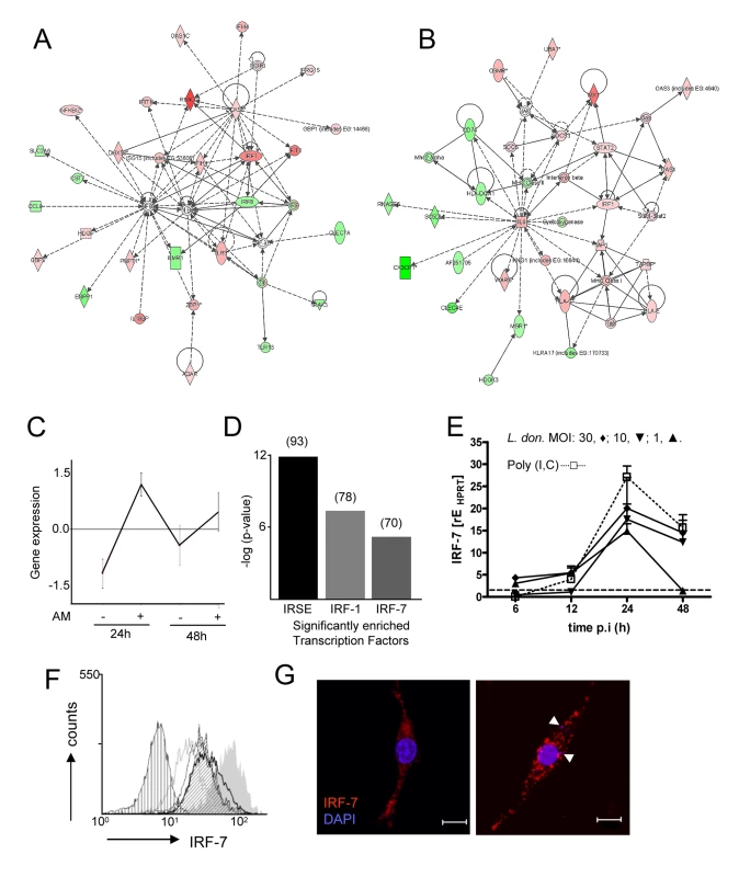 Induction of an interferon-response signature in 14M1.4 cells following <i>L. donovani</i> infection.