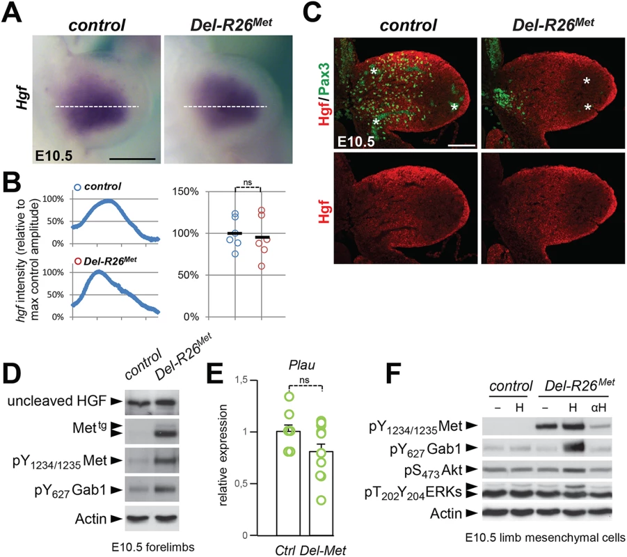 Ectopic Met does not change the expression profile and levels of HGF in limb mesenchyme.