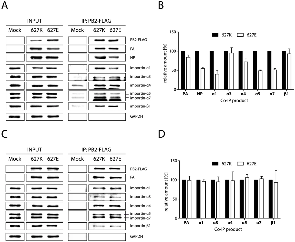 NP mediates increased binding of importins to PB2-627K containing vRNPs.