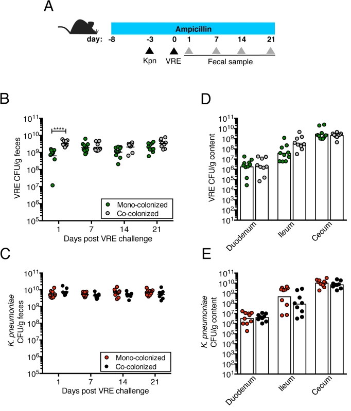 Pre-colonization with <i>K</i>. <i>pneumoniae</i> does not prevent colonization by VRE.
