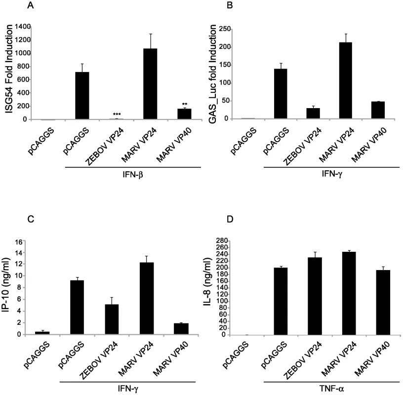 MARV VP40 inhibits ISRE- and GAS-induced gene expression.