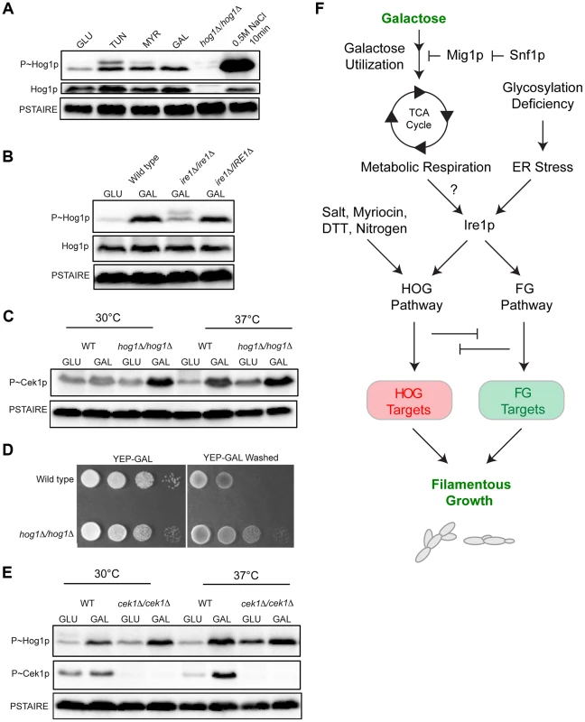 MAPK responses in <i>C. albicans</i> during growth in galactose.