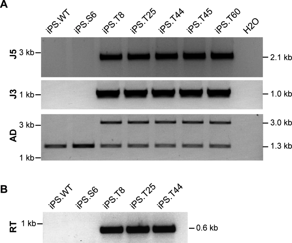 Targeted genome editing in SCID-derived iPSCs.