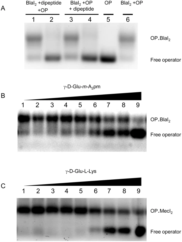 EMSA of BlaI/MecI.OP complex in presence of dipeptide.