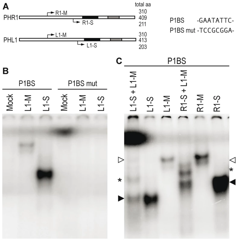 DNA-binding and dimerisation properties of PHL1.