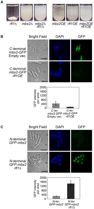 Rfl1 represses <i>mbx2<sup>+</sup></i> expression.