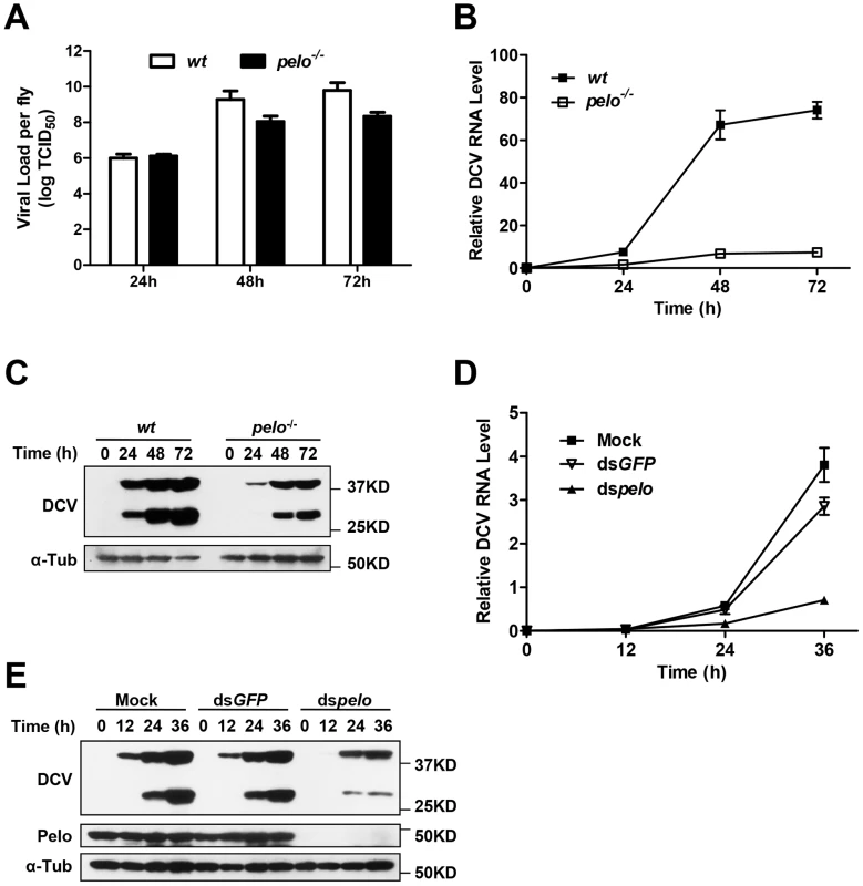 <i>pelo</i> deficiency inhibits viral replication.
