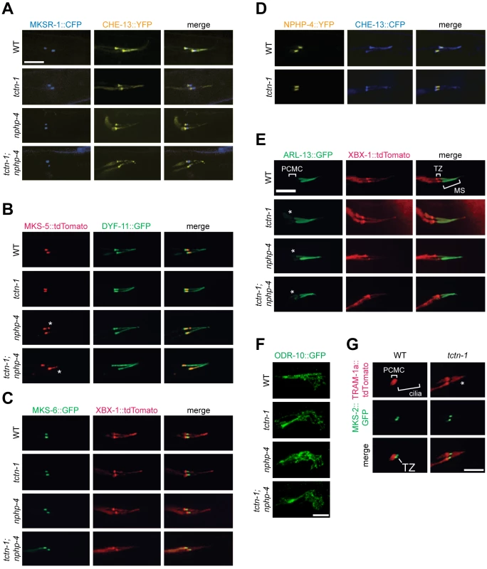 TCTN-1 contributes to <i>C</i>. <i>elegans</i> ciliary gate function.
