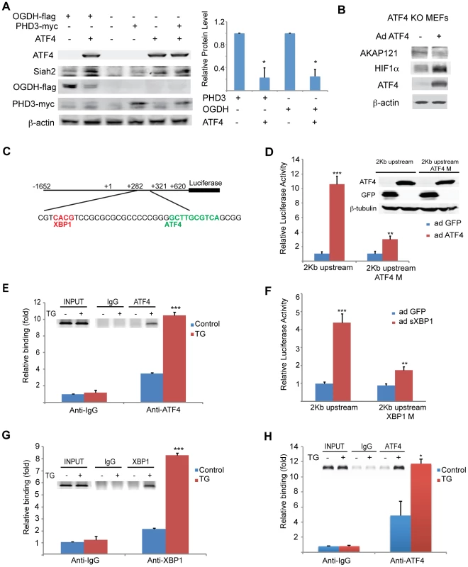 Mapping ATF4 and sXBP1 response elements on Siah1a/2 regulatory regions.