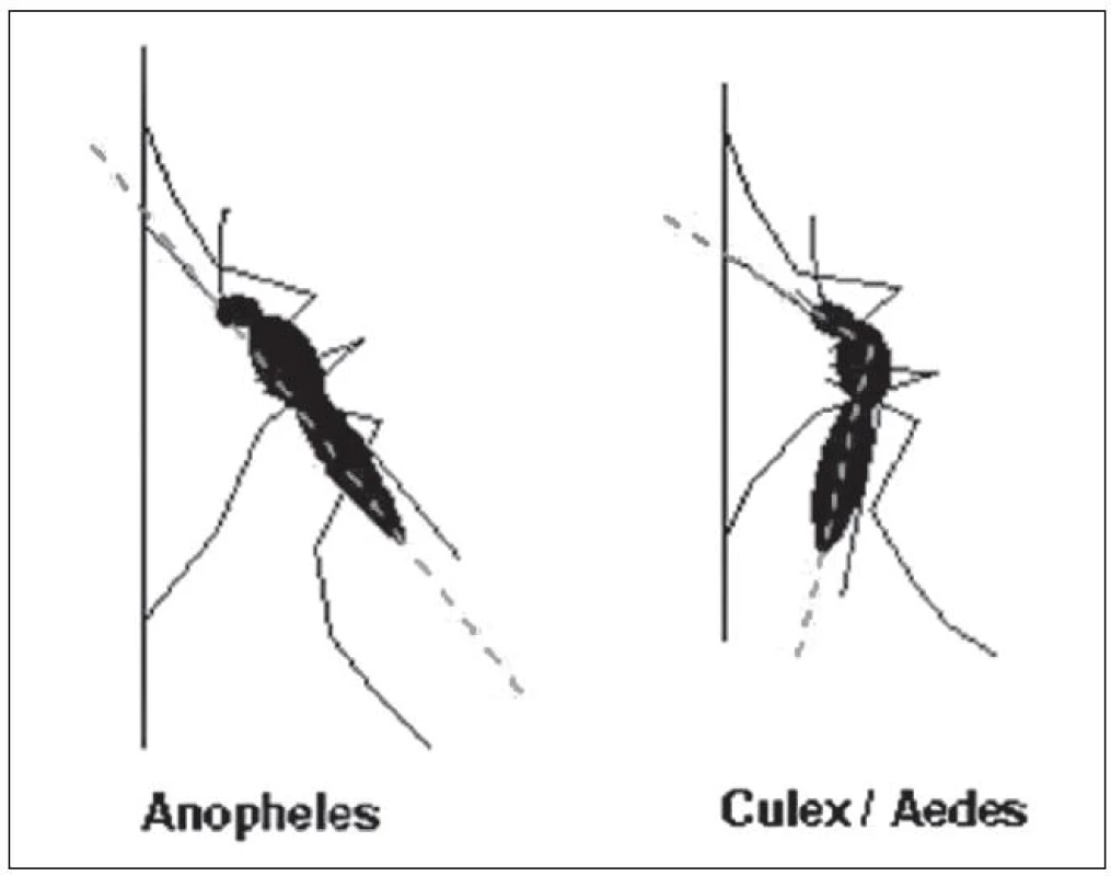 Rozdílné postavení komárů rodu Anopheles a Culex v klidu
Fig. 1. Different positions of the genera Anopheles and Culex at rest