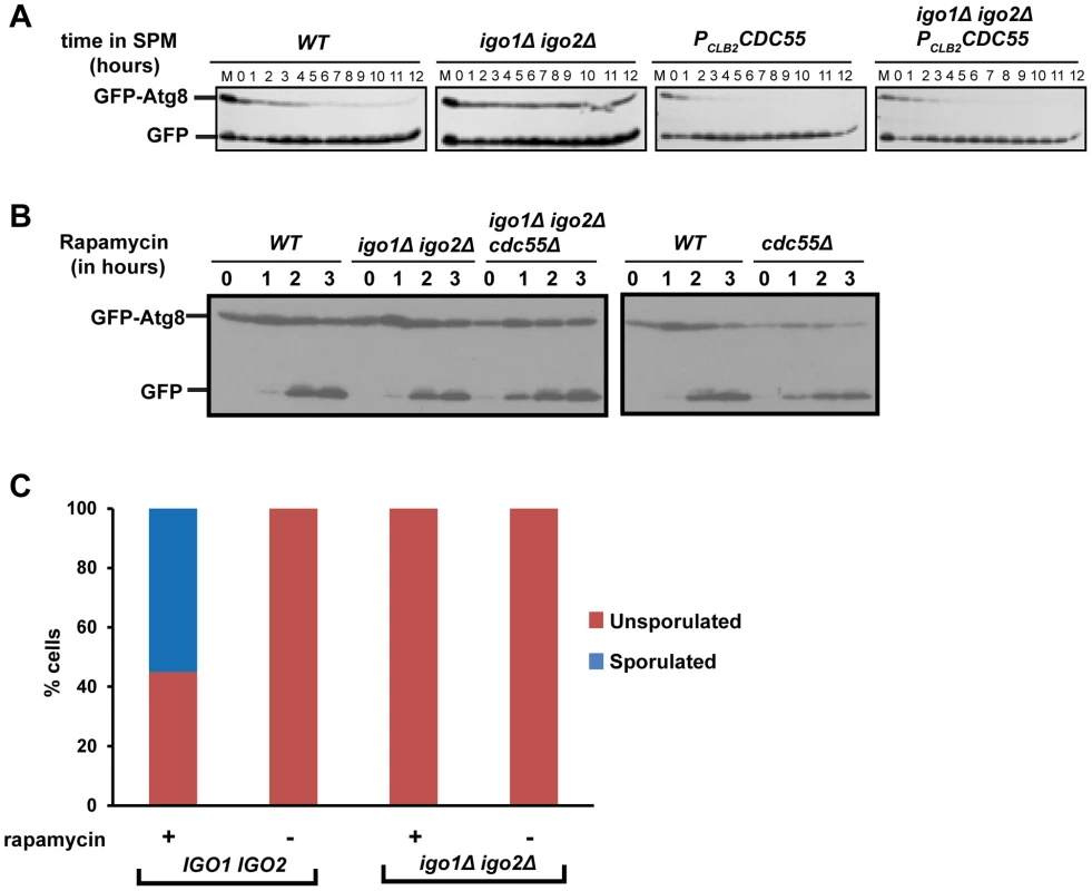 Endosulfine mutant is defective in pre-meiotic autophagy but not for autophagy induced by rapamycin treatment.