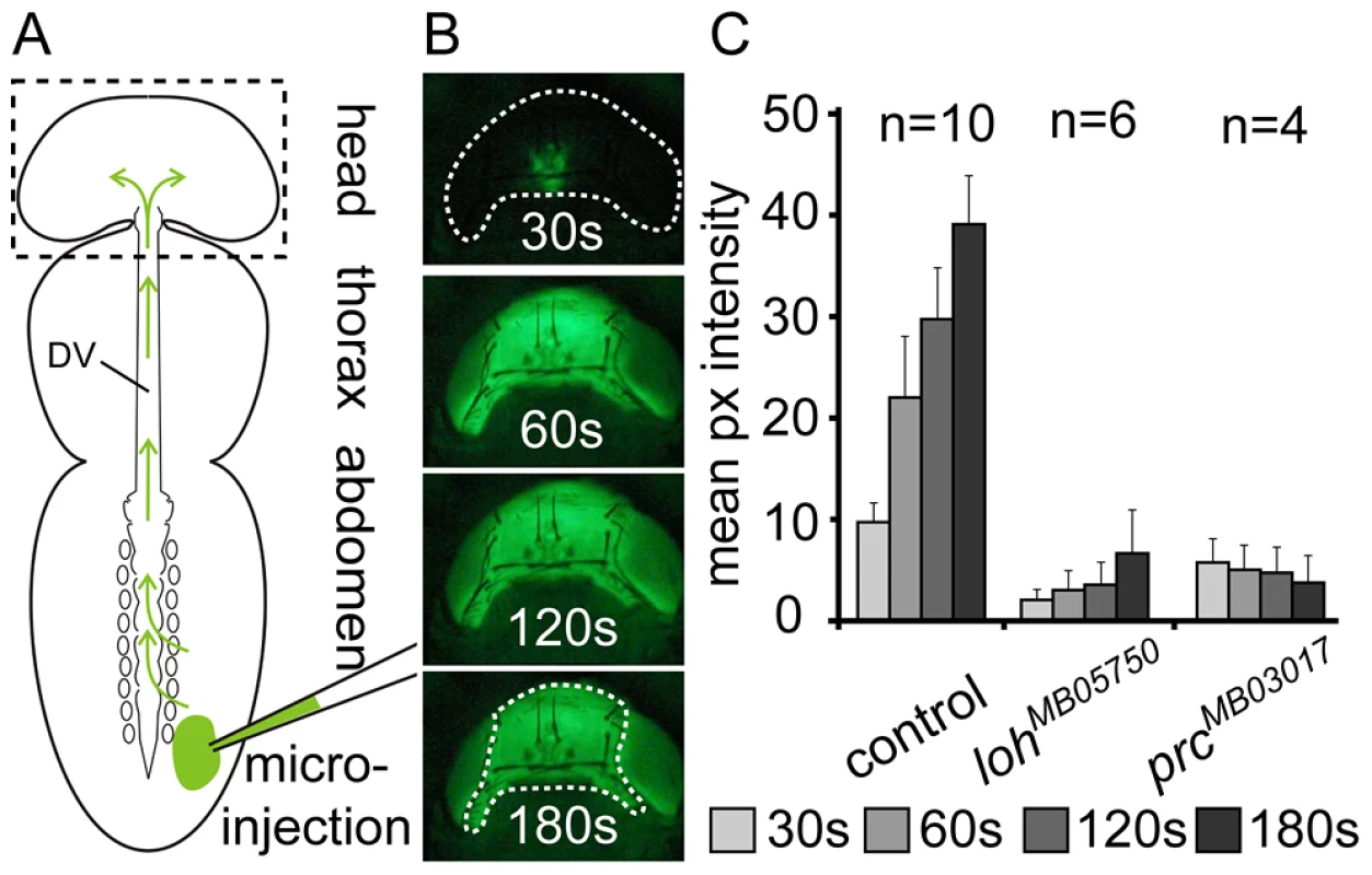 Loss of pericardial cell adhesion causes loss of heart function.