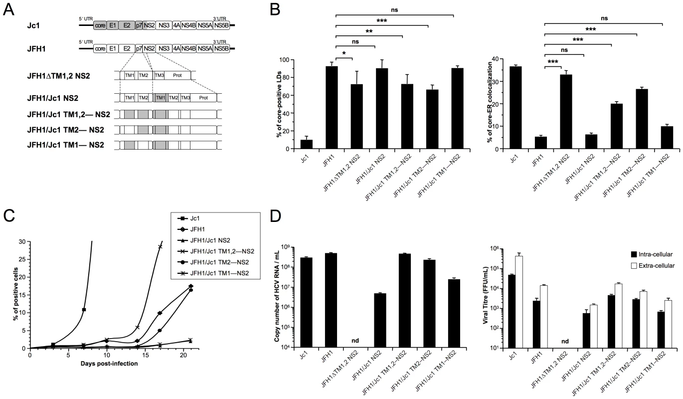 p7 and NS2 trans-membrane compatibility is sufficient to induce production of infectious HCVcc particle.