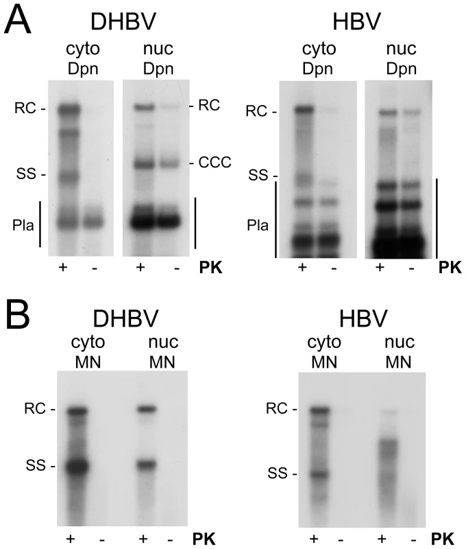 Polymerase linkage status of cytoplasmic versus nuclear viral DNAs.