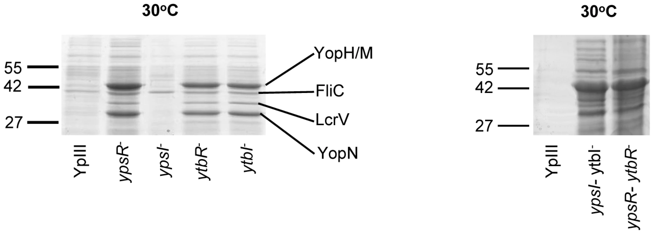 SDS-PAGE protein profiles of the <i>Y. pseudotuberculosis</i> parent and the QS mutants prepared from cell-free supernatants grown at 30°C.