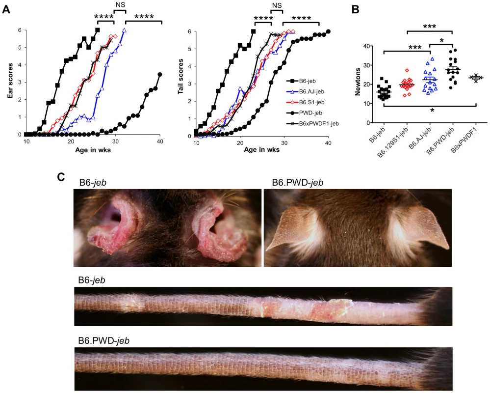Allelic variation limited to chr19 influences the timing of onset of cutaneous phenotypes of JEB.