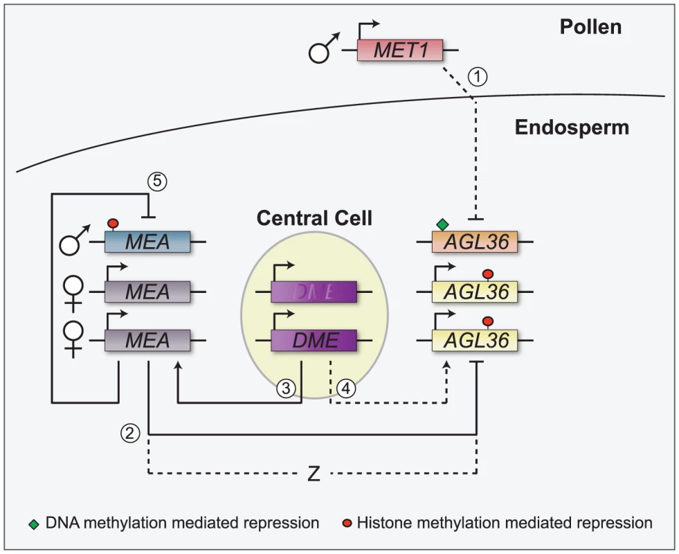 A model for the imprinted expression of <i>AGL36</i>.