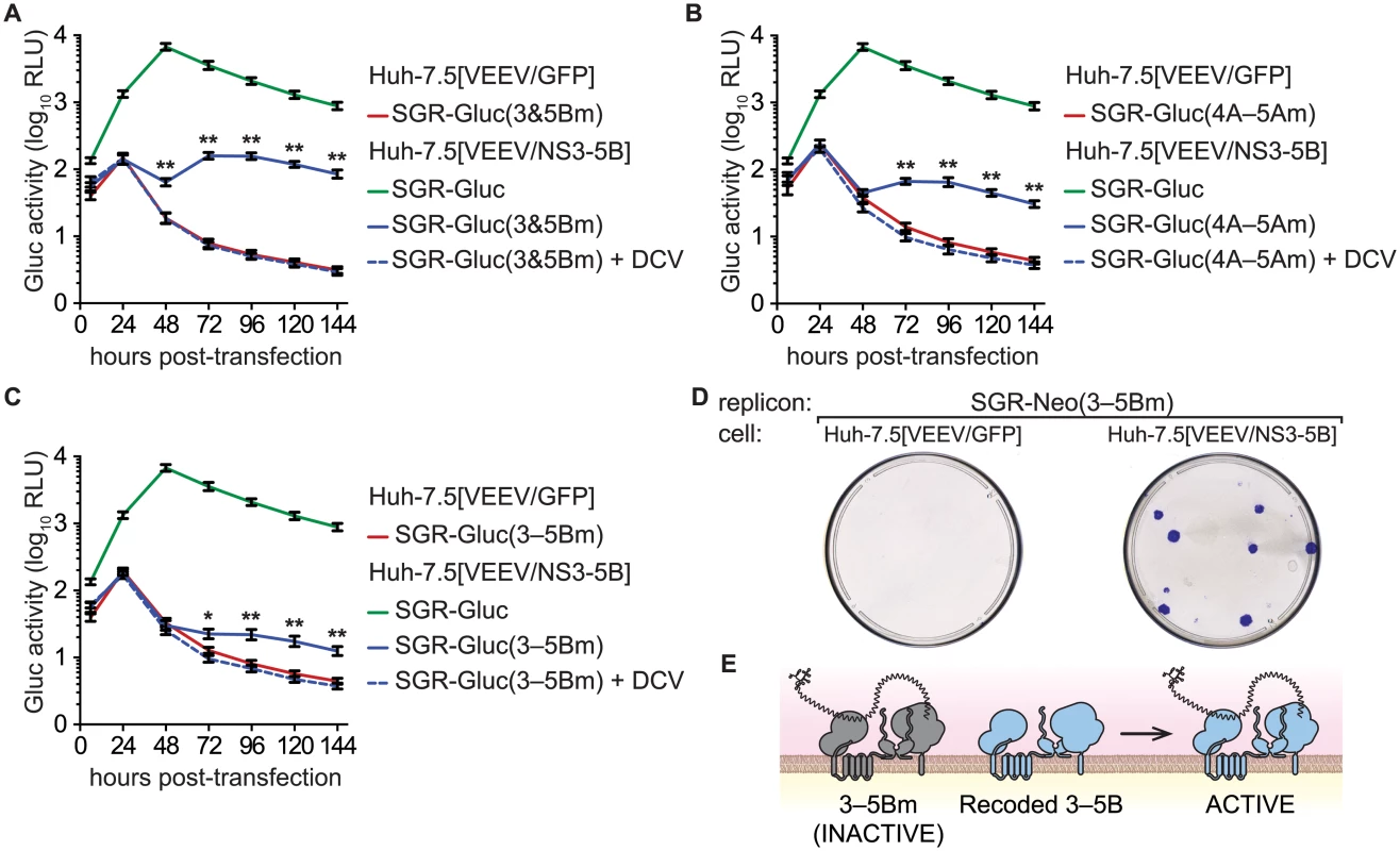 Complementation of NS3–5B in <i>trans</i>.
