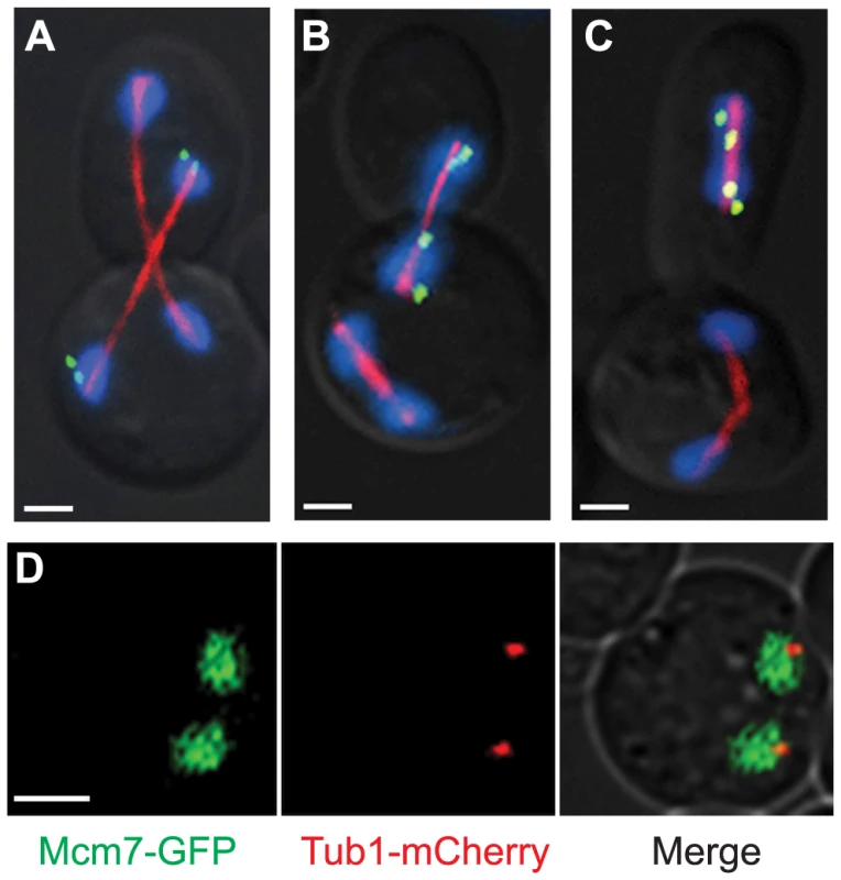 Cells that were inappropriately uncommitted are multinucleate and have an increase in ploidy.