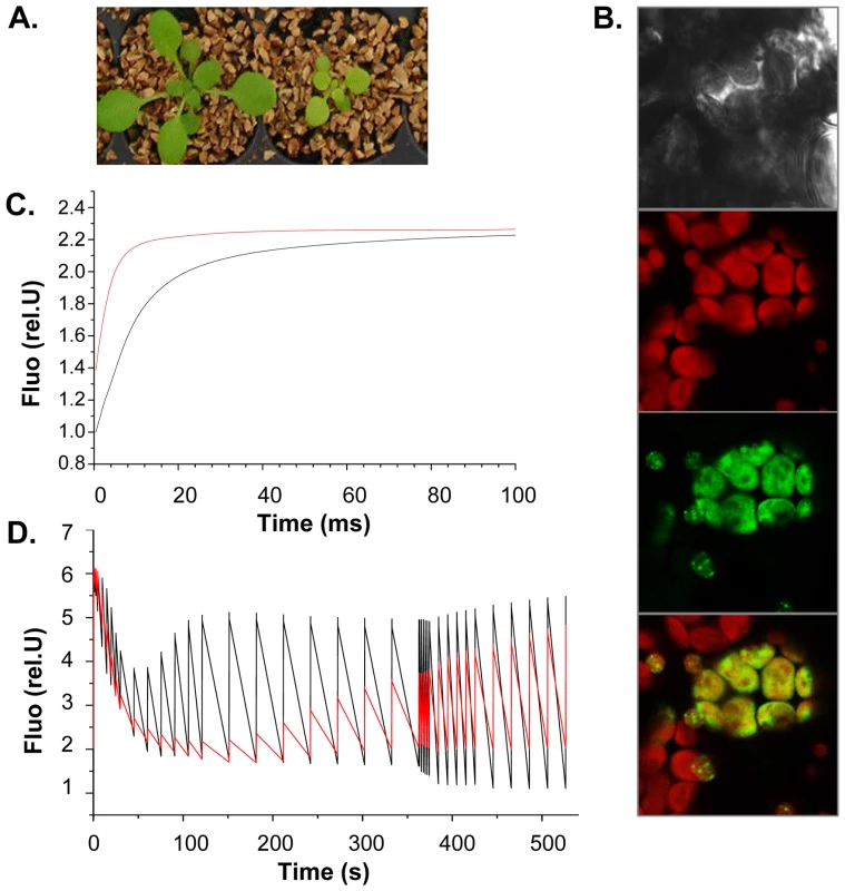 SG3 affects the photosynthetic electron transfer rate with consequences on shoot growth.