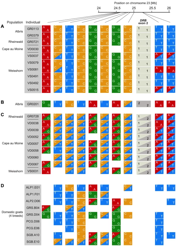 Alpine ibex and goat genotypes in 750<i>DRB</i>.