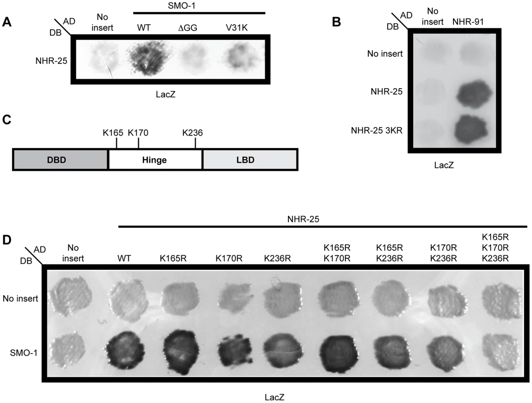 Three lysines in NHR-25 are necessary for the interaction with SMO-1.