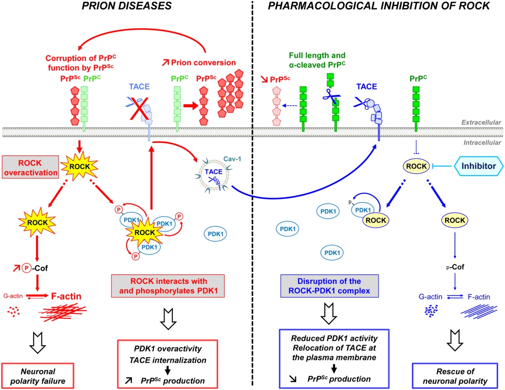 Schematic representation of ROCK dysregulation in prion-infected cells and incidence of ROCK overactivity on neuritogenesis and PrP<sup>Sc</sup> production.