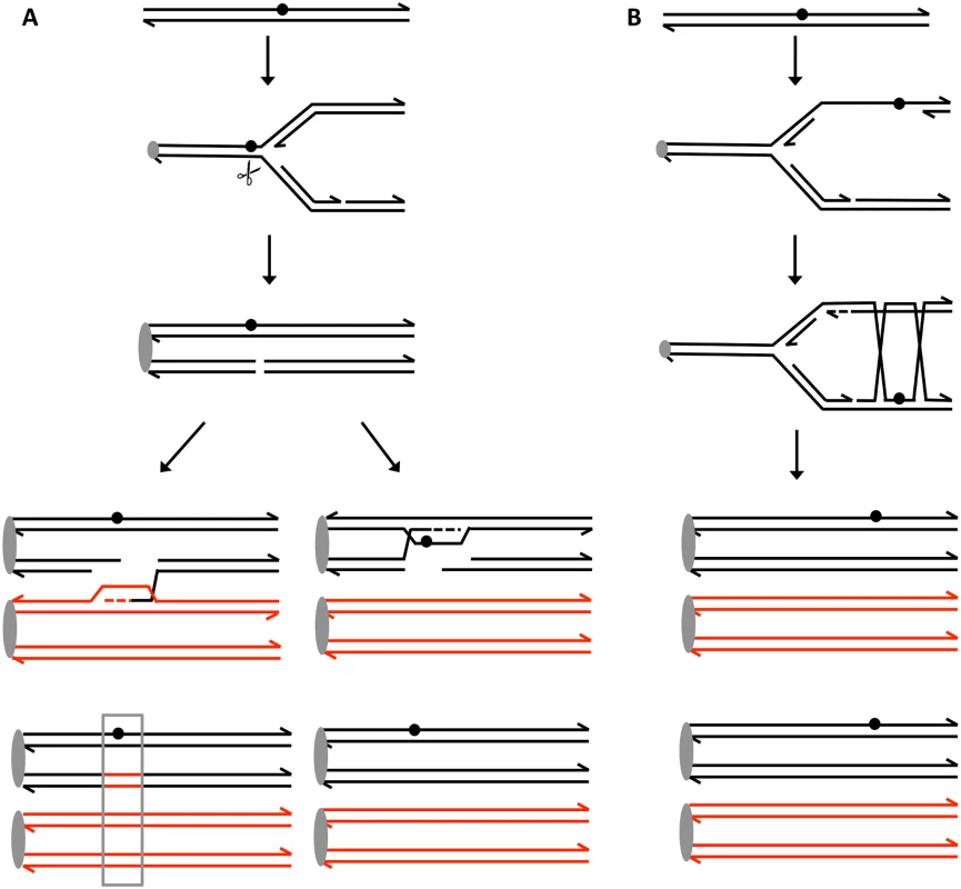 Recombination events induced by persistent UV damage in NER-deficient yeast strains.