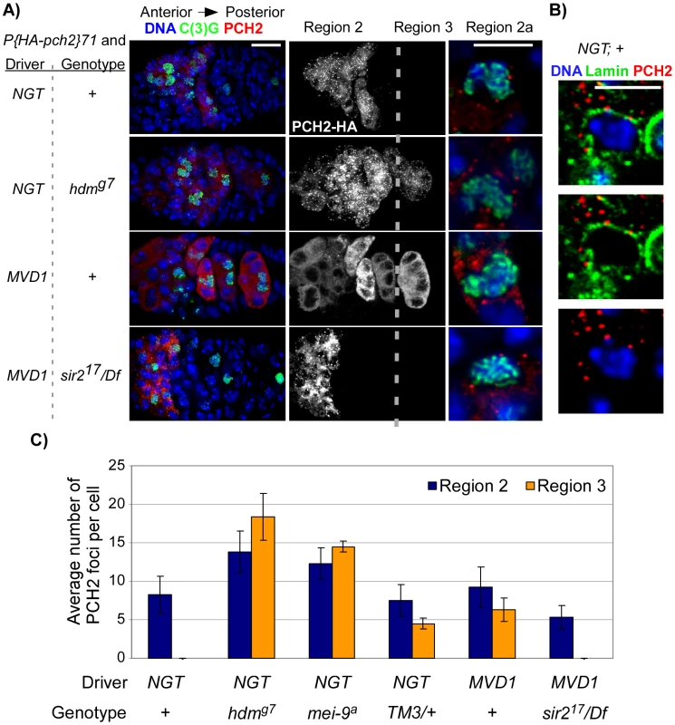 PCH2 localization during pachytene.