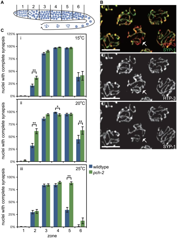 PCH-2's role in regulating synapsis is temperature sensitive.