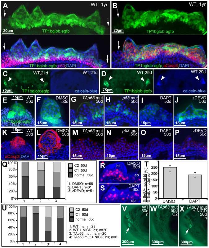 TAp63 and p53 act via Notch signalling and activated caspase 3.