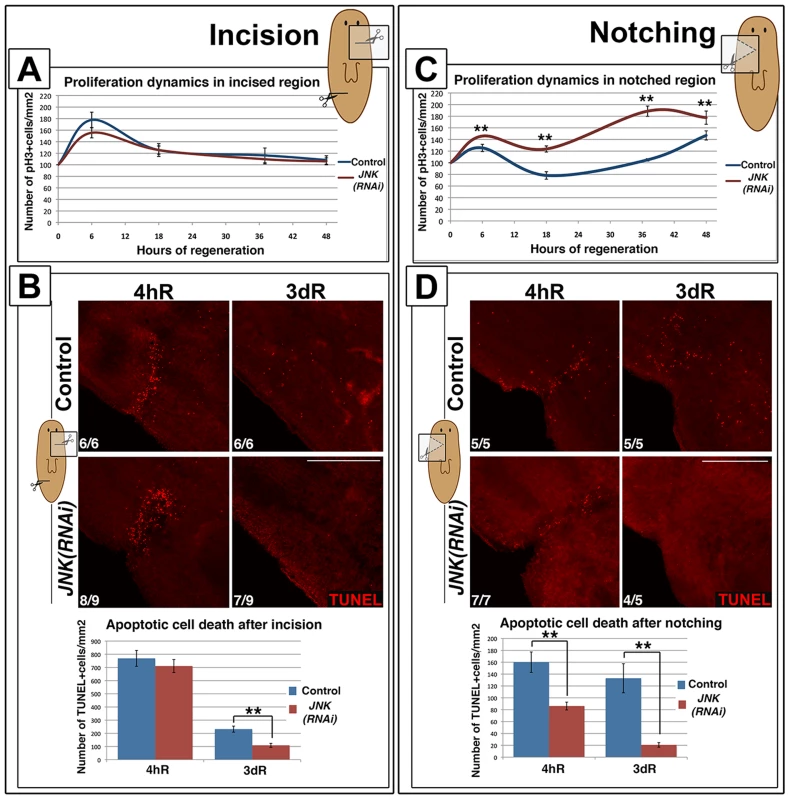 JNK is specifically required for <i>de novo</i> tissue regeneration.