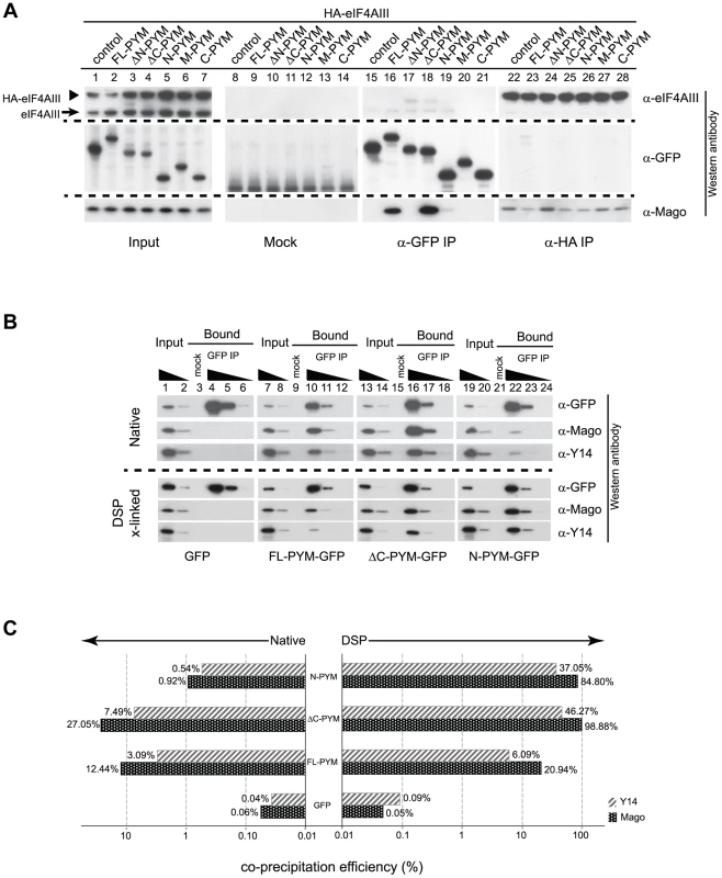 Regulation of PYM function by its domains.