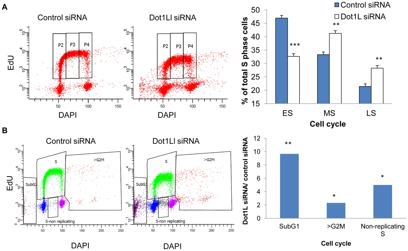 Effects of Dot1L depletion on cell cycle progression.