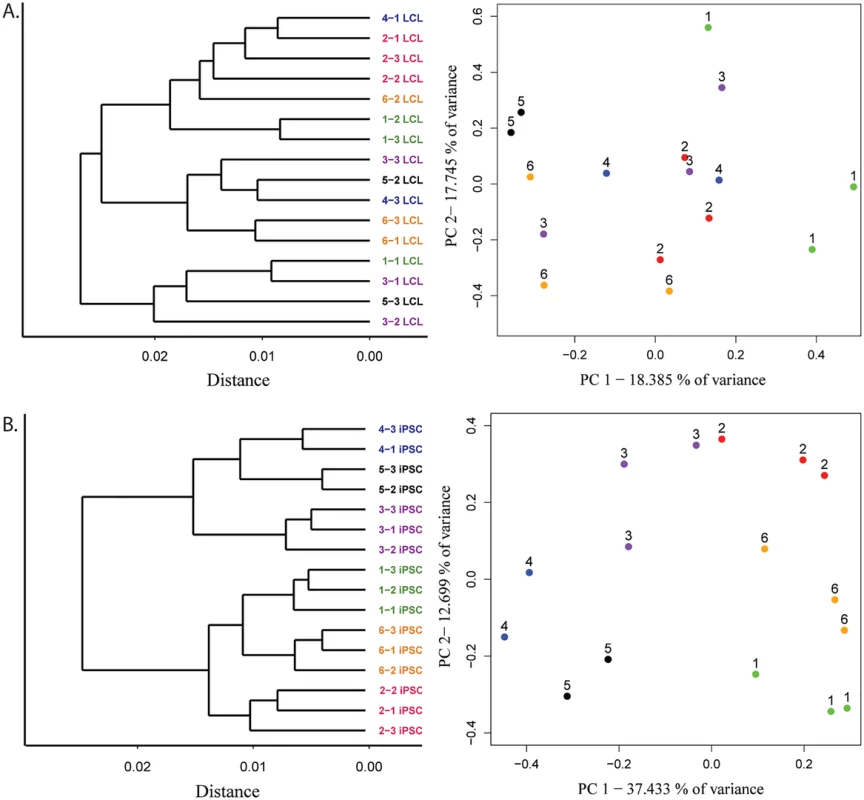 Improved clustering properties after reprogramming to iPSCs.