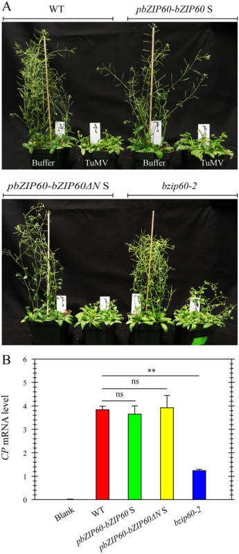 Either bZIP60 S or bZIP60ΔN S can rescue the virus suppression phenotype of the <i>bzip60-2</i> mutant.
