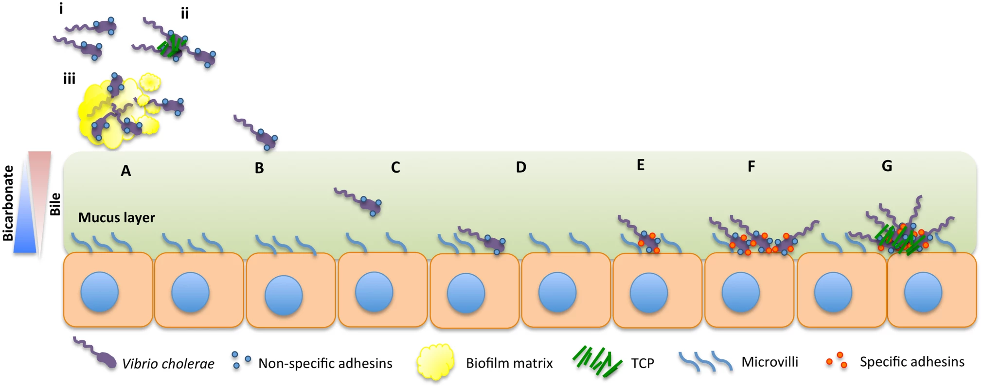 Model for intestinal colonization dynamics of <i>V</i>. <i>cholerae</i>.